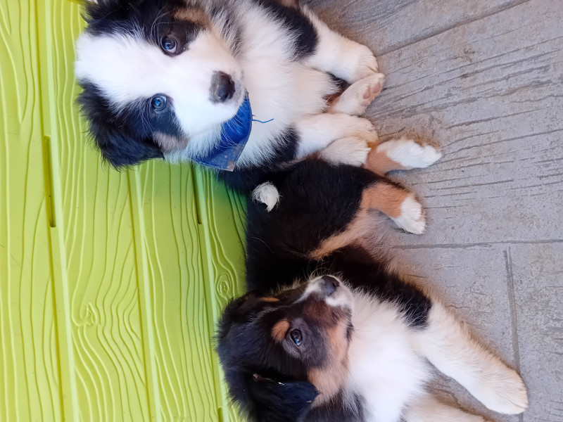 Tous nos chiots à vendre de race Berger Australien en France