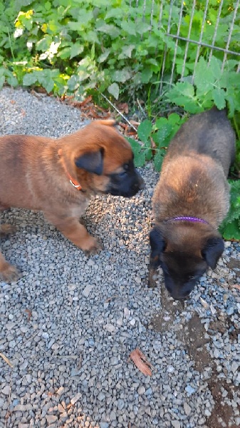 Chiots de la race Berger Belge disponibles sur chiots-de-france