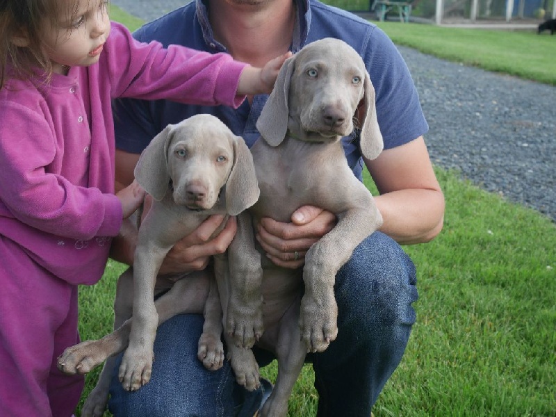 Chiots De La Race Braque De Weimar Disponibles Sur Chiots De France