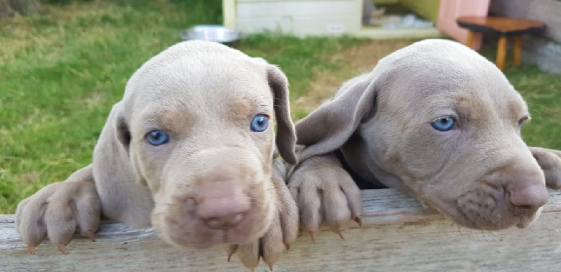 Chiots De La Race Braque De Weimar Disponibles Sur Chiots De France