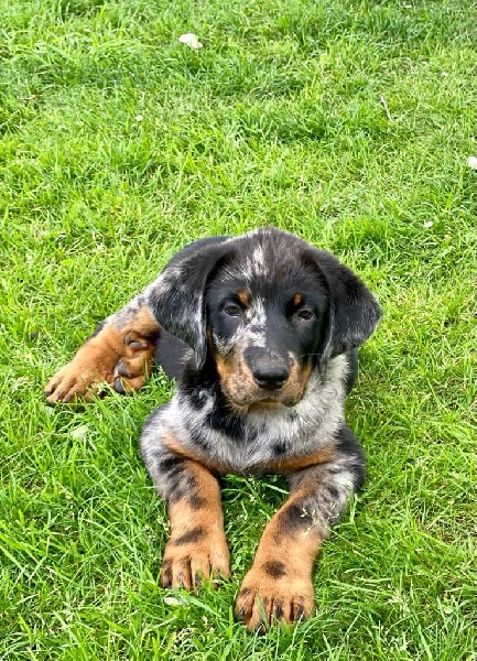 Chiots De La Race Berger De Beauce Disponibles Sur Chiots De France