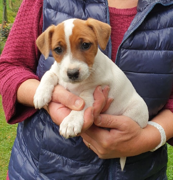 Chiots De La Race Jack Russell Terrier Disponibles Sur Chiots De France