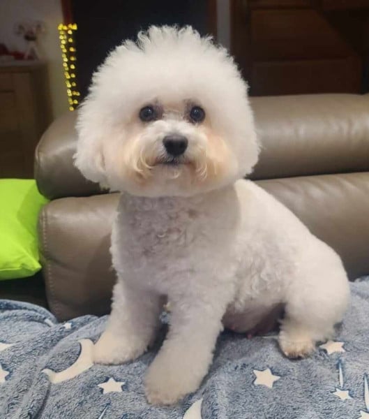 Tous nos chiots à vendre de race Bichon Frise en France