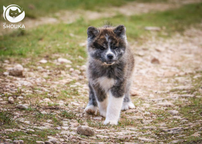 Akita - Deux femelles Akita inu sont disponibles à la réservation ! - of shouka