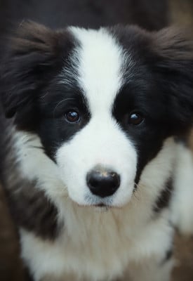 Border Collie - BORDER COLLIE LOF - SLICE OF HEAVEN