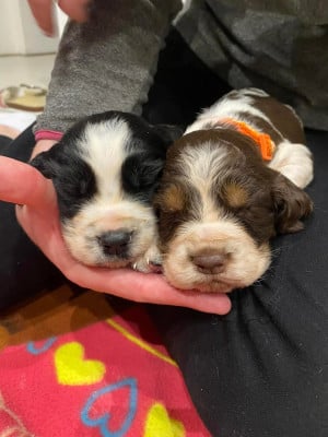 English Springer Spaniel - Chiots English Springer Spaniel - Le Buisson Garroux