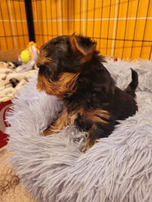 Yorkshire Terrier - A réserver  mini chiots yorkshire  Lof