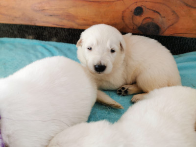 Berger Blanc Suisse - Adoption Chiots Bergers Blancs Suisses LOF - Le Domaine de Cap dé Lastouse