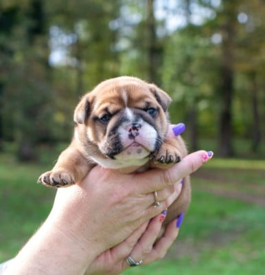 Bulldog Anglais - Dernière magnifique femelle bulldog anglaise LOF disponible à la réservation