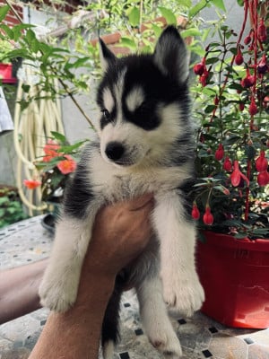 Siberian Husky - Chiots husky de Sibérie - Of Moonstone creek