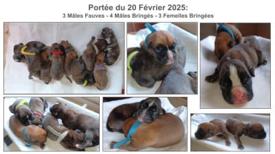 Boxer - Chiots Boxer LOF à réserver