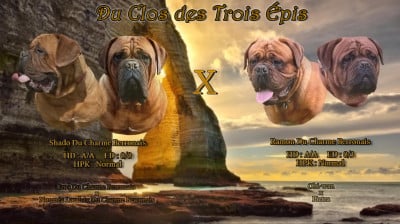 Dogue de Bordeaux - Chiots Dogue de Bordeaux LOF - Du Clos des Trois Épis