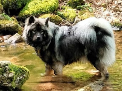 Eurasier - a reserver magnifique eurasier lof - des geants du sault