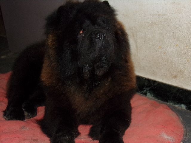 Chiots De La Race Chow Chow Disponibles Sur Chiots De France