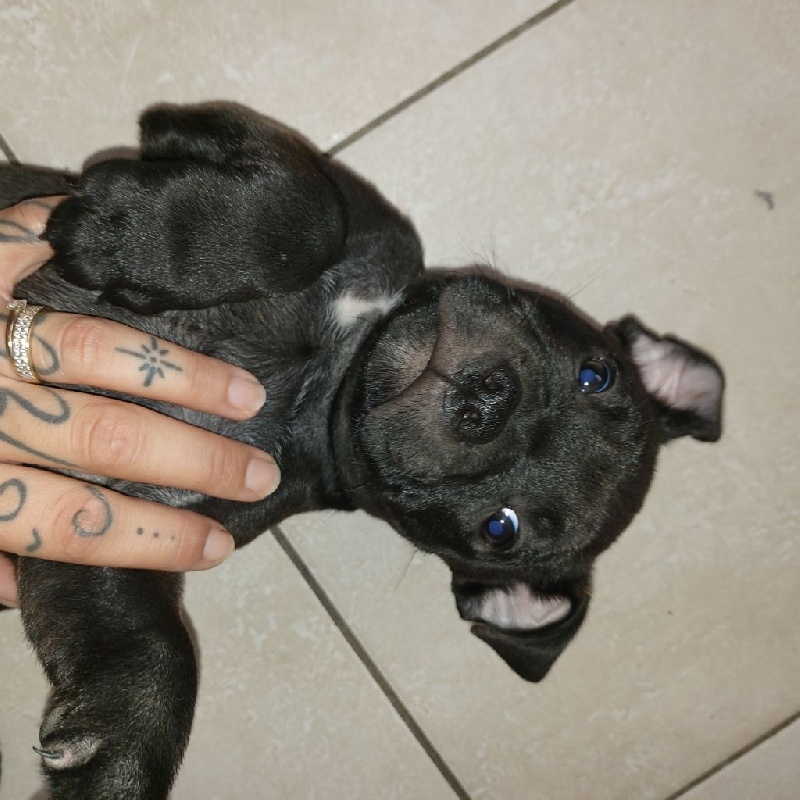 Chiots De La Race Staffordshire Bull Terrier Disponibles Sur Chiots De France